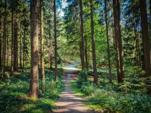 Senke unten im Wald