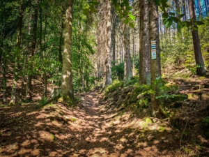 Im Wald deutlicher Anstieg