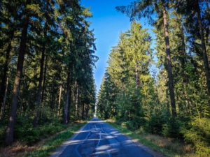 Letzte Etappe geradeaus durch den Wald