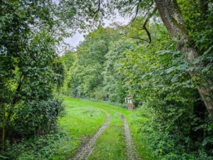 Weg durch eine Senke und dann bergan am Waldrand entlang