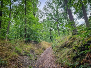 Wanderpfad im Wald, der kurz steil bergan führt