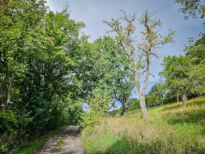 Der Wald öffnet sich, während der Weg weiter am Hang entlang führt.