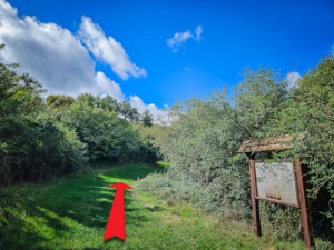 Zurück in Richtung der Hecken und an der Infotafel vorbei