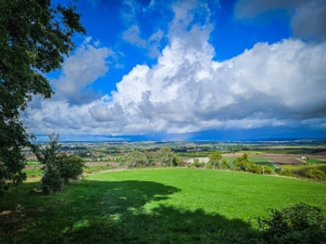 Weg führt aus den Hecken heraus ins Freie