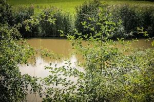 Ein Weiher am Petersberg