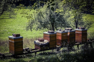 Bienenstöcke am Petersberg