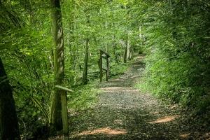 Wanderpfad im Wald