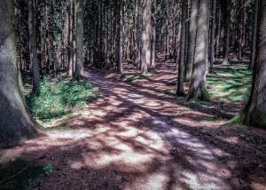 Licht fällt in den Wald