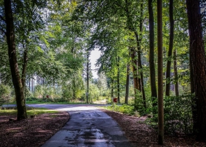 Kreuzung im Wald