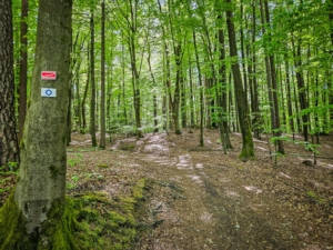 Weg im Wald mit Wegweisern