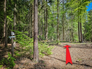 Obwohl ein Weg steil nach links unten Richtung Plech führt, geradeaus in Richtung Gottvaterberg gehen