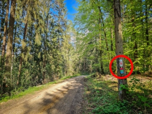 Lange Etappe auf Forstweg bergab