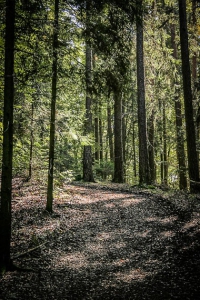 Weg knickt im Wald