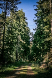 Lange Etappe auf Forstweg