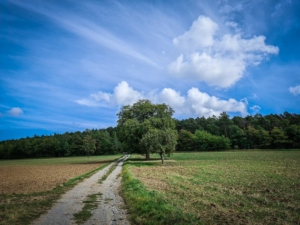 Geschotterter Weg richtung Waldrand