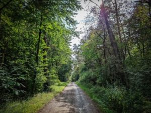 Weg durch den Wald