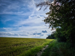 An einem langen Waldrand entlang