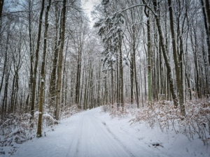 Breiter Forstweg durch den Wald