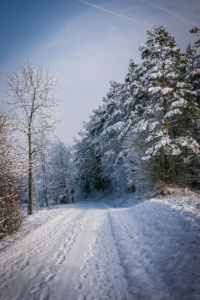 Im Wald geradeaus bergauf