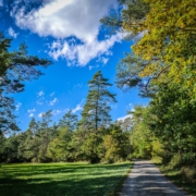 Sommer auf dem Dornig