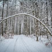 Winter im Wald auf dem Dornig