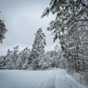 Winter auf dem Veitsberg