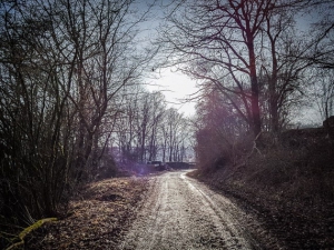 Hohlweg durch die Hecken