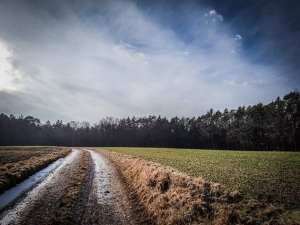 Weg zwischen Feldern in Richtung Wald