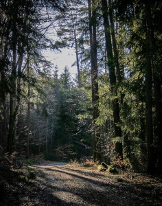 Erste Kreuzung im Wald