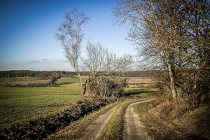 Weg bergab mit Hecken