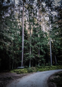 Breiter Weg im Wald