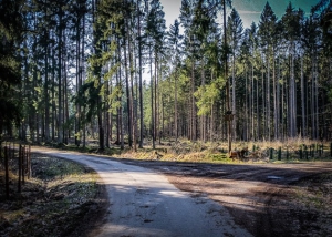 Berliner Platz im Wald