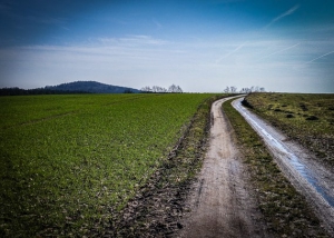 Auf weiter Waldlichtung