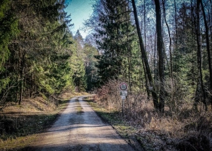 Breiter Forstweg im Wald