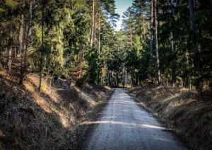 Gerader breiter Forstweg