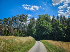 Weg über Freifläche und dann in den Wald