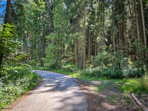 Breiter Weg im Wald