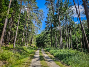 Breiter Forstweg im Wald
