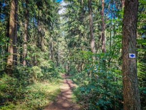 Forstweg bergab