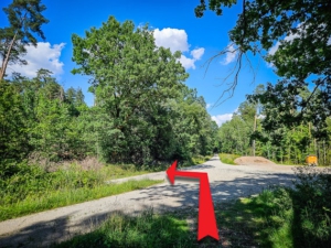 Große Waldwegkreuzung: Zweiter Weg nach links (unten)