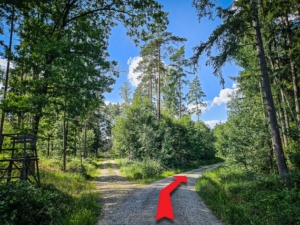 Auf breitem, geraden Forstweg - leicht rechts - bergab
