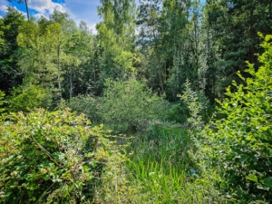 An mit Gras überwucherten Wald-Weihern vorbei