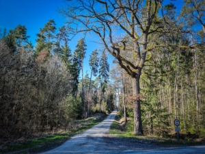 Geradeaus an markanter Eiche vorbei