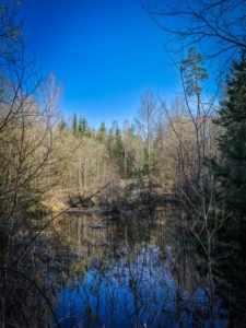 An Wald-Weihern vorbei