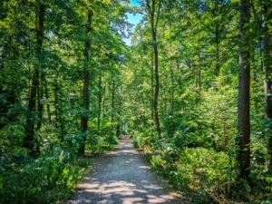 Langer, gerader Waldweg