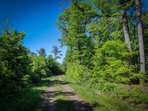 Weg durch lichten Wald