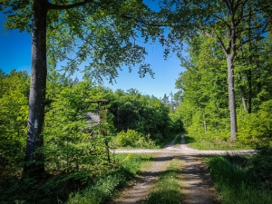 Nächste Wegkreuzung im Wald