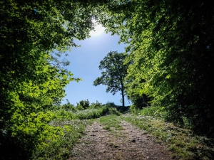 Der Wald öffnet sich