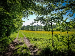 Weg unten aus dem Wald hinaus